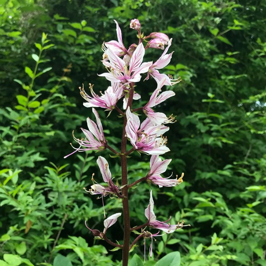 Herbal Corner: Bai Xian Pi | Dittany Root Bark
