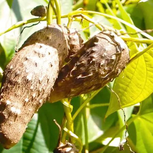 Herbal Corner: Bi Xie | Long Yam Root