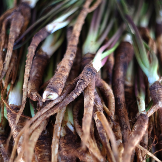 Herbal Corner: Dang Gui | Dong Quai Root