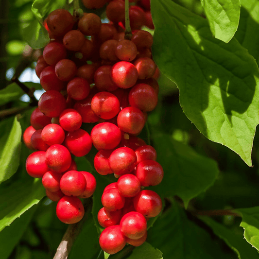 Herbal Corner: Shan Zhu Yu | Dogwood Fruit