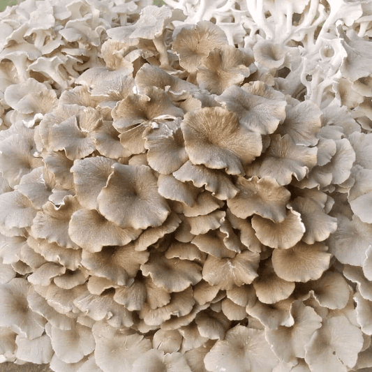 Herbal Corner: Zhu Ling | Polyporus