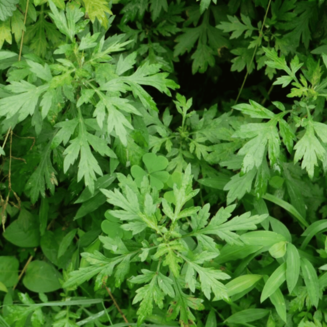 Kuan Yin Apothecary Herbal Corner: Ai Ye