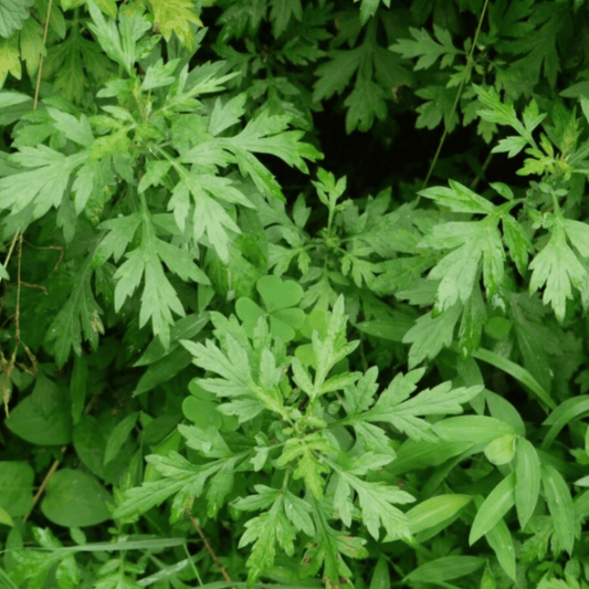 Kuan Yin Apothecary Herbal Corner: Ai Ye