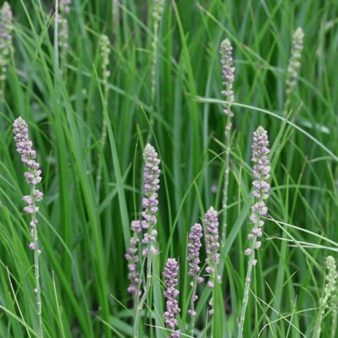 Zhi Mu: Yin Nourishment and Dryness Support in KYA Meno Wash