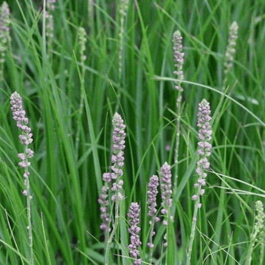 Zhi Mu: Yin Nourishment and Dryness Support in KYA Meno Wash