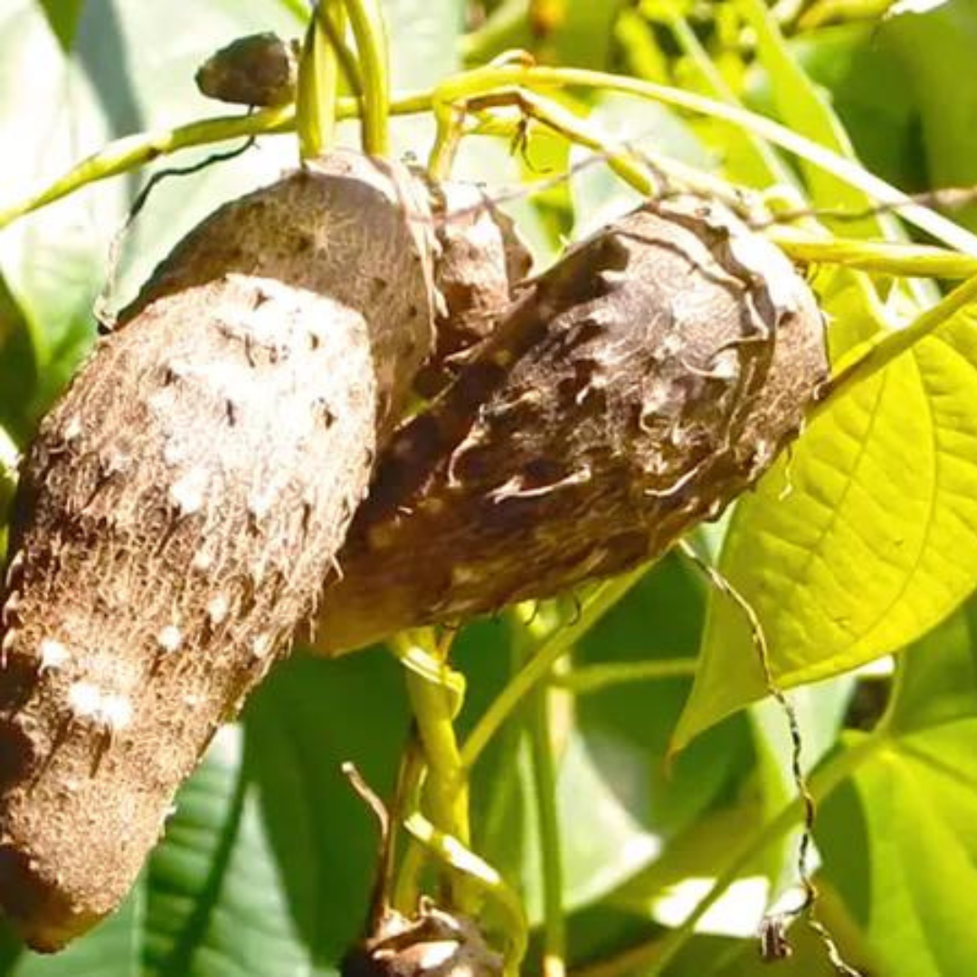 Herbal Corner: Bi Xie | Long Yam Root