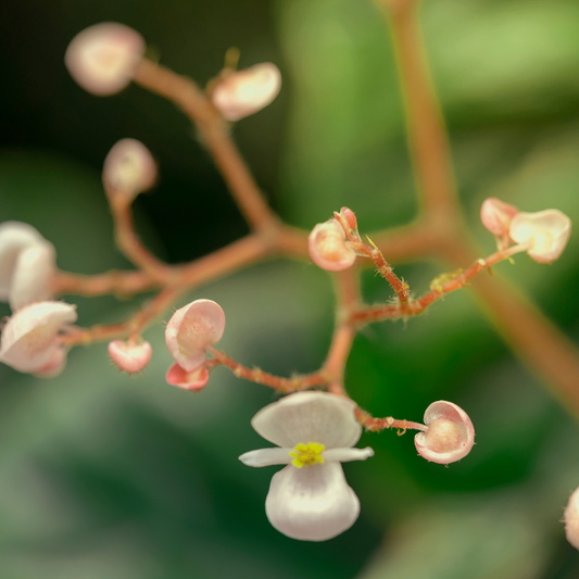 Xuan Shen (Figwort Root): TCM Herb for Nourishing Dry Skin & Comfort