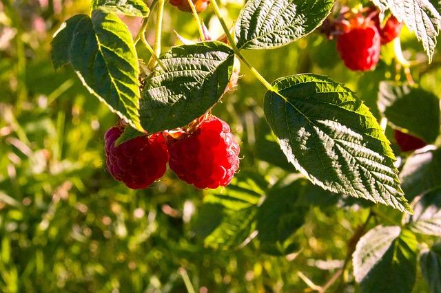 Red Raspberry, Fu Pen Zi