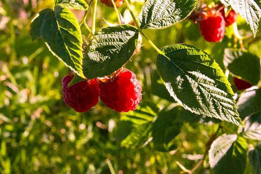 Red Raspberry, Fu Pen Zi