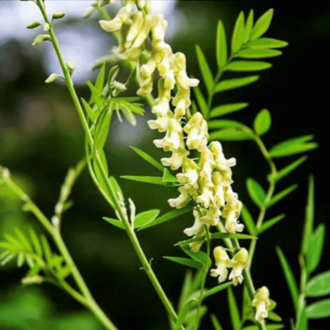 Kuan Yin Apothecary Herbal Corner: Ku Shen