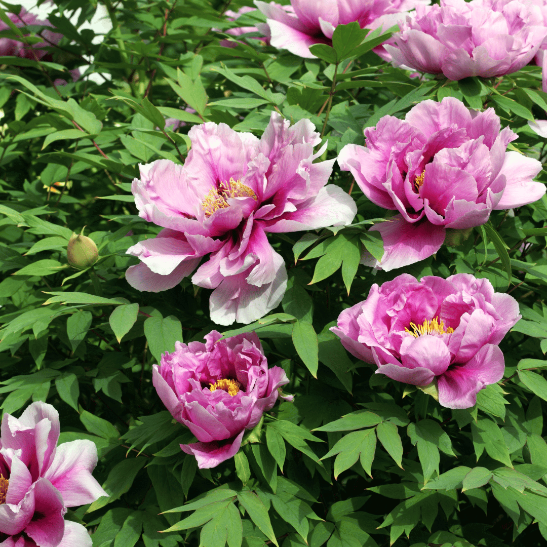 Mu Dan Pi (Tree Peony Root Bark): Calm Inflammation & Support Skin Health
