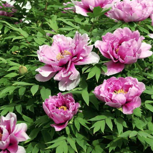 Mu Dan Pi (Tree Peony Root Bark): Calm Inflammation & Support Skin Health