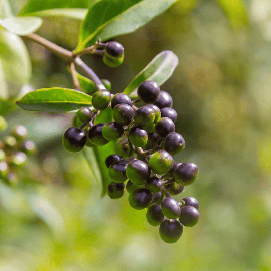 Nu Zhen Zi (Privet Fruit): Yin Support for Menopause