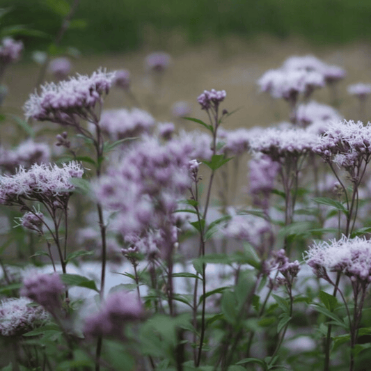 Pei Lan: Aromatic Dampness Support in Yoni Steaming