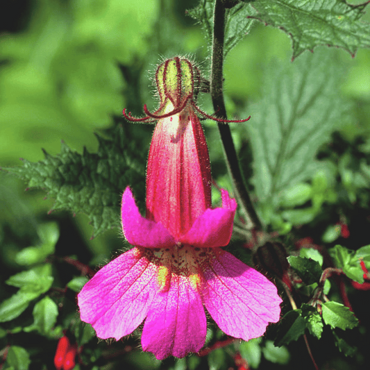 Sheng Di Huang (Foxglove Root): TCM Herb to Hydrate & Soothe Skin