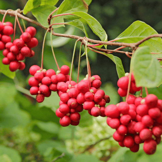 Wu Wei Zi (Schisandra): Adaptogenic Support for Menopausal Skin