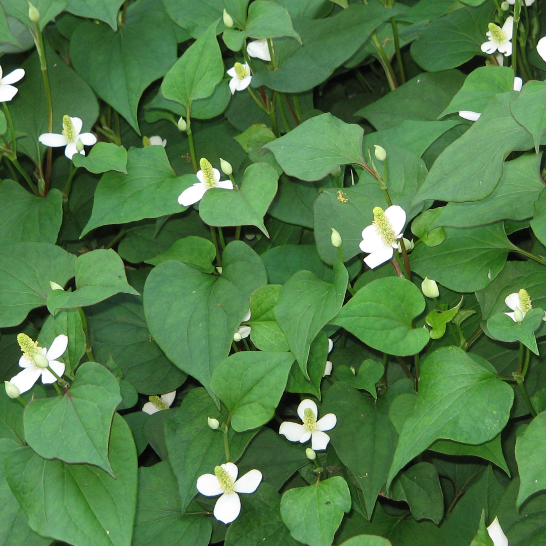 Herbal Corner: Yu Xing Cao | Fishwort Herb