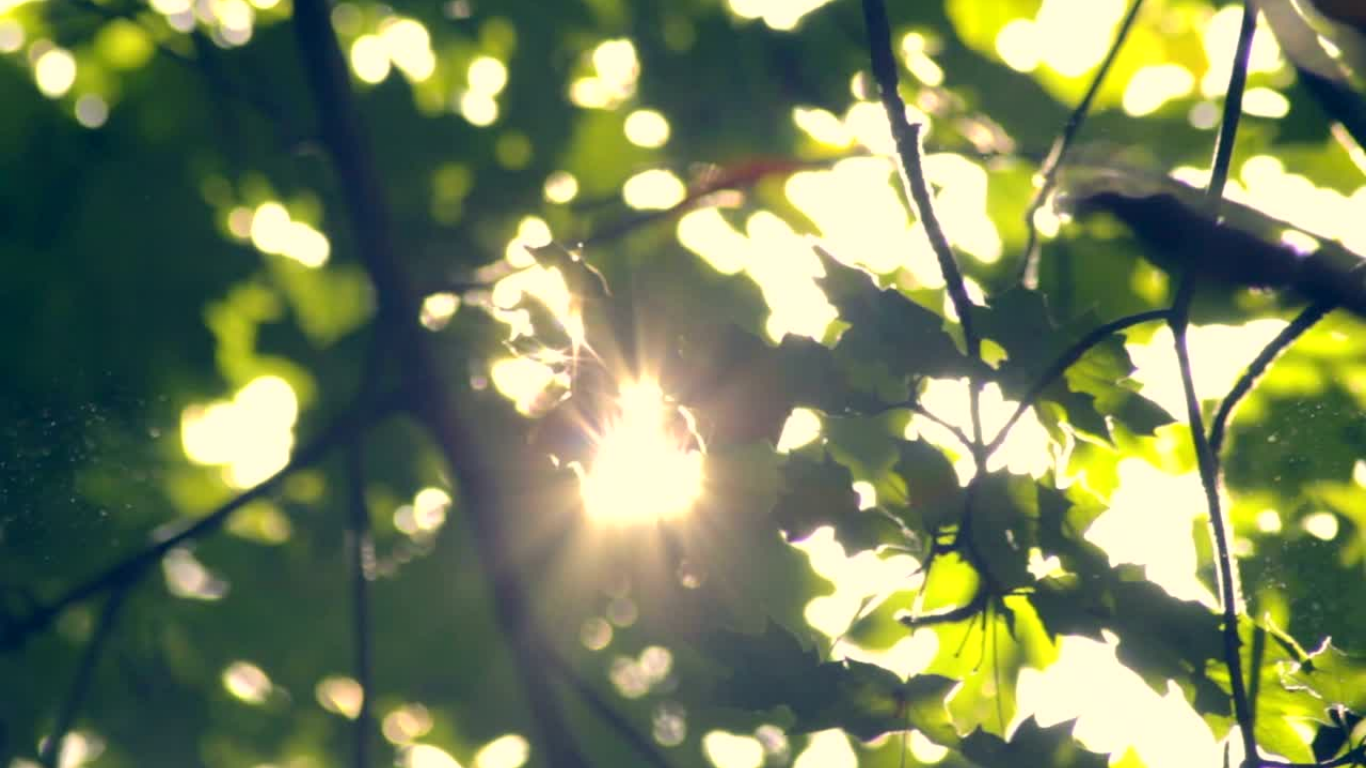 Holistic Health Guidance | Compassion Path